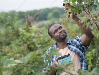 High-Paying Fruit Picking Job In Canada With Free VISA Sponsorship